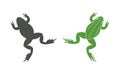 Frog jumping. Isolated frog on white background. Silhouette Royalty Free Stock Photo